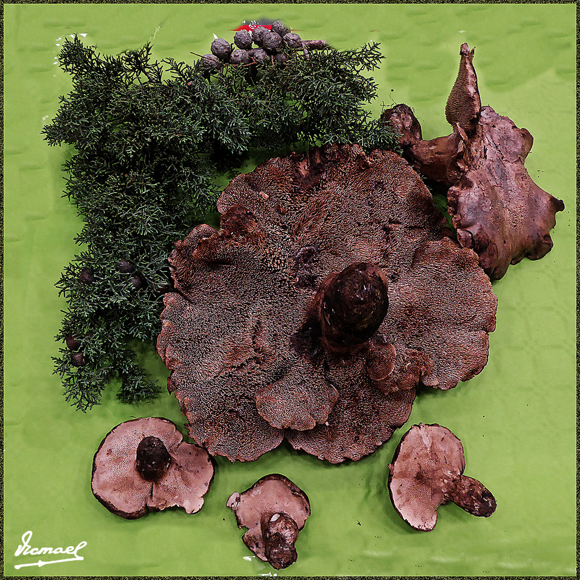 Foto: 161106-24 Exposicion De Setas - Zaragoza (Aragón), España