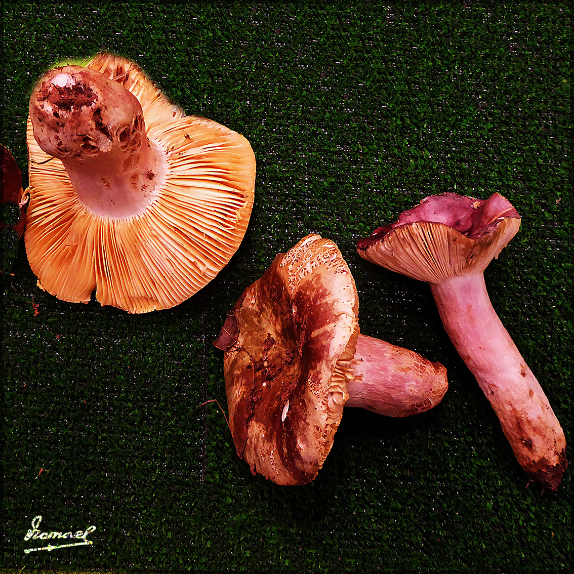 Foto: 161106-27 Exposicion De Setas - Zaragoza (Aragón), España