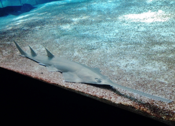 Foto: Acuario - Génova (Liguria), Italia