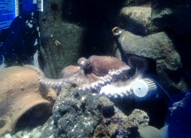 Foto: Acuario - Génova (Liguria), Italia