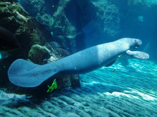 Foto: Acuario - Génova (Liguria), Italia