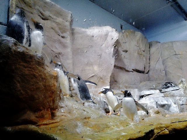 Foto: Acuario - Génova (Liguria), Italia