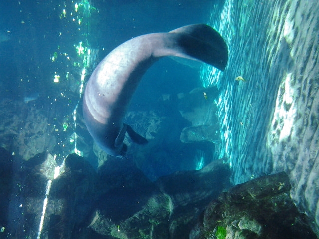 Foto: Acuario - Génova (Liguria), Italia