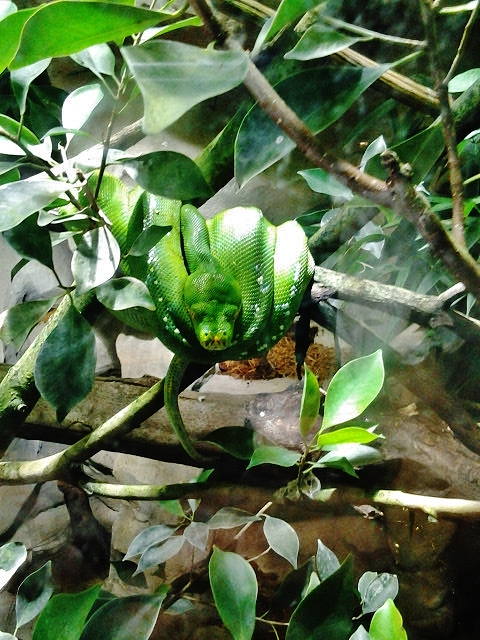 Foto: Acuario - Génova (Liguria), Italia