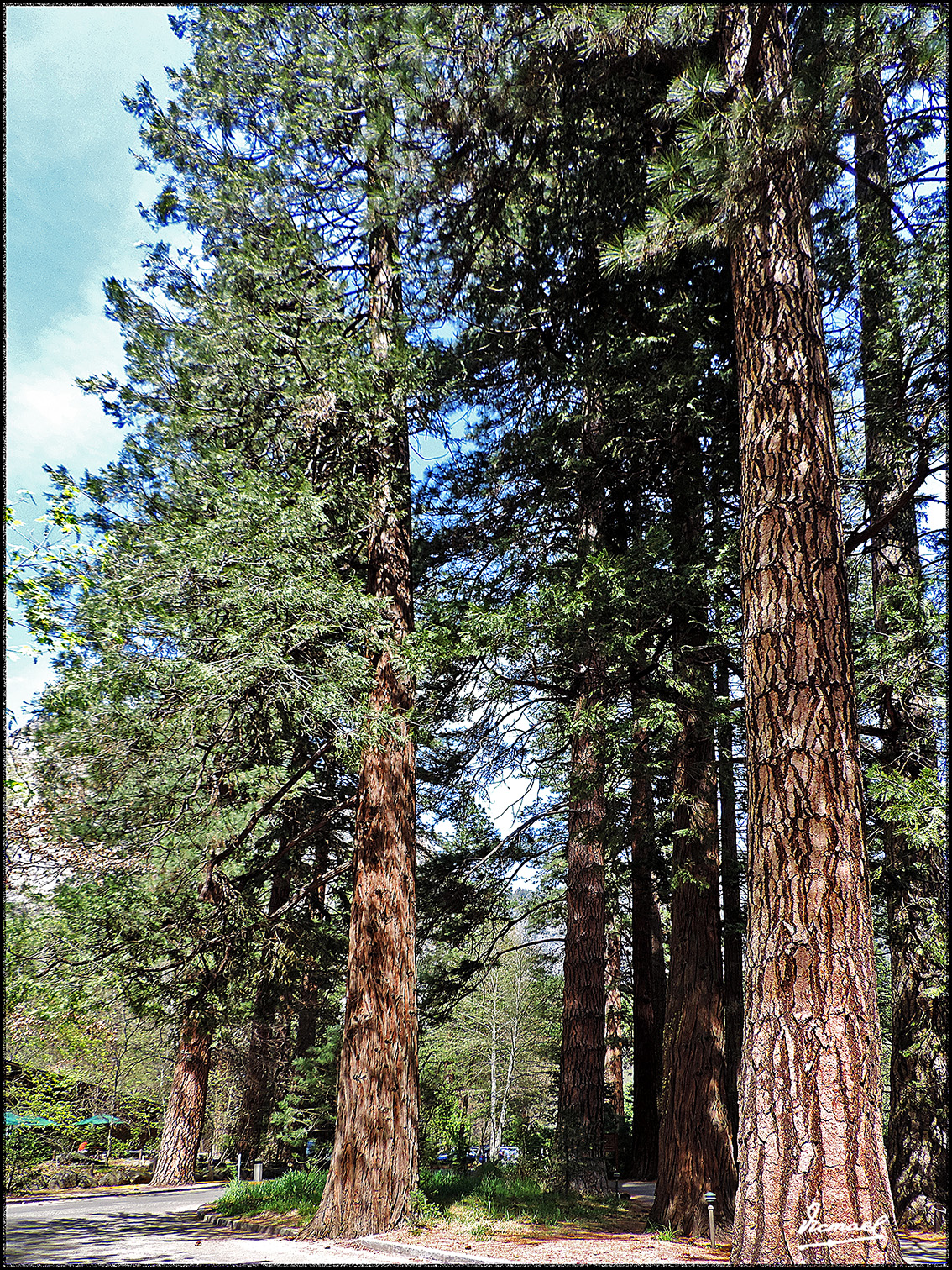 Foto: 160421-116 YOSEMITE - Yosemite (California), Estados Unidos