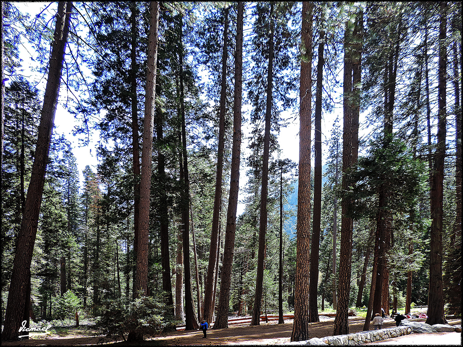 Foto: 160421-102 YOSEMITE - Yosemite (California), Estados Unidos