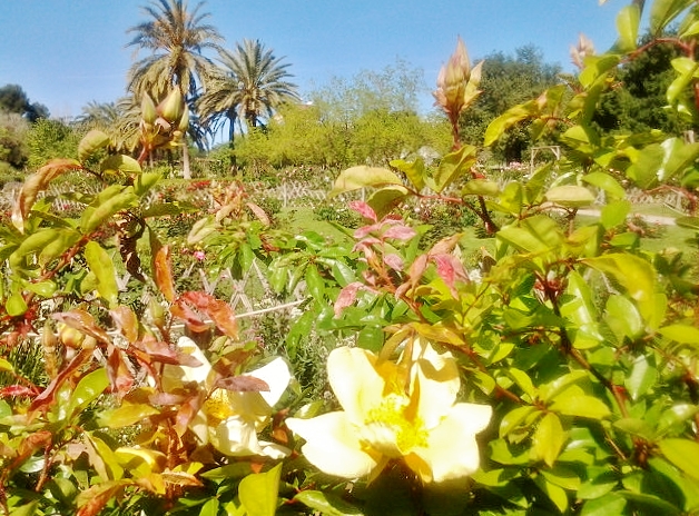 Foto: Exposición de rosas - Barcelona (Cataluña), España