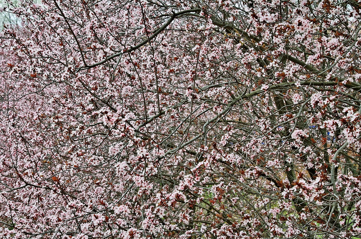 Foto: Arbol en flor - Anento (Zaragoza), España