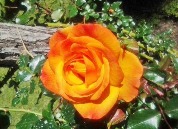 Foto: Exposición de rosas - Barcelona (Cataluña), España