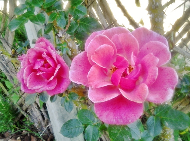 Foto: Exposición de rosas - Barcelona (Cataluña), España