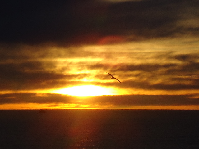 Foto: Vuelo iluminado - Caleta Olivia (Santa Cruz), Argentina