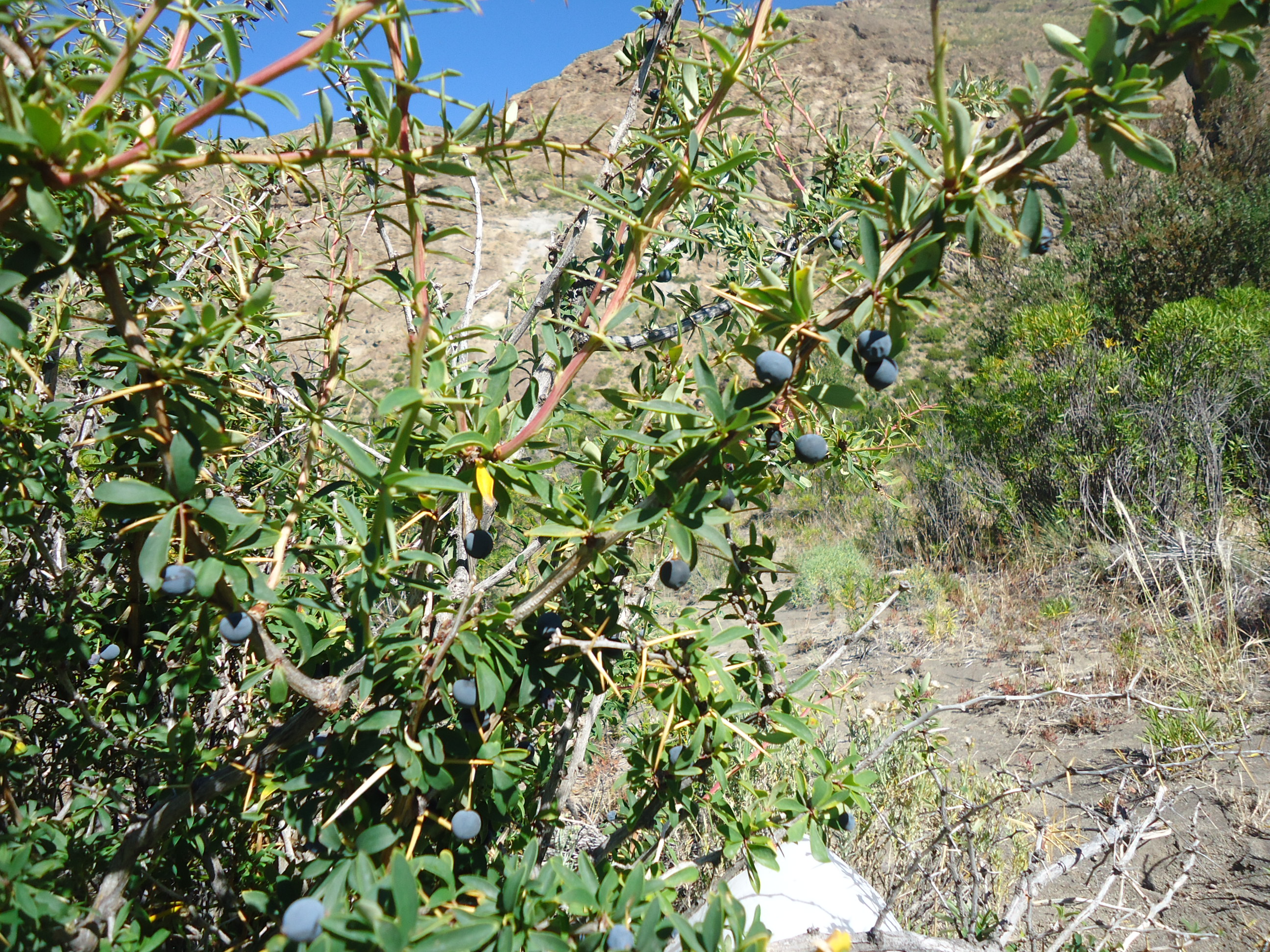Foto: Planta de Calafate - Chile Chico (Aisén del General Carlos Ibáñez del Campo), Chile
