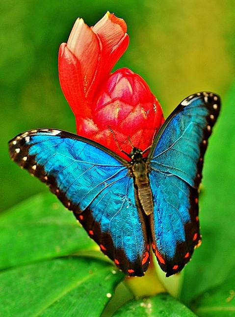 Foto: Mariposario - Benalmádena (Málaga), España