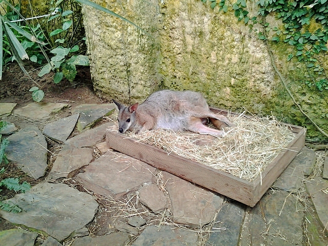 Foto: Mariposario - Benalmádena (Málaga), España
