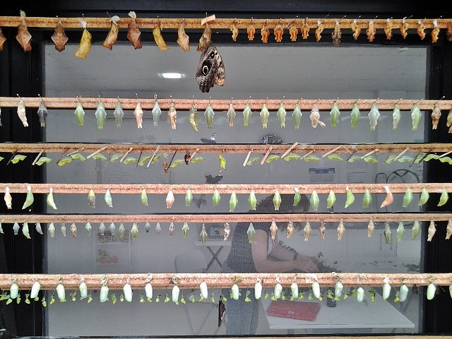 Foto: Mariposario - Benalmádena (Málaga), España