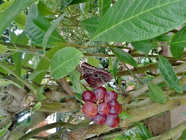Foto: Mariposario - Benalmádena (Málaga), España