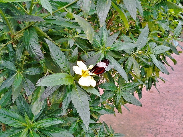 Foto: Mariposario - Benalmádena (Málaga), España