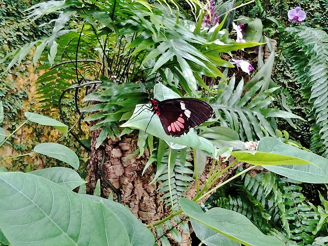 Foto: Mariposario - Benalmádena (Málaga), España