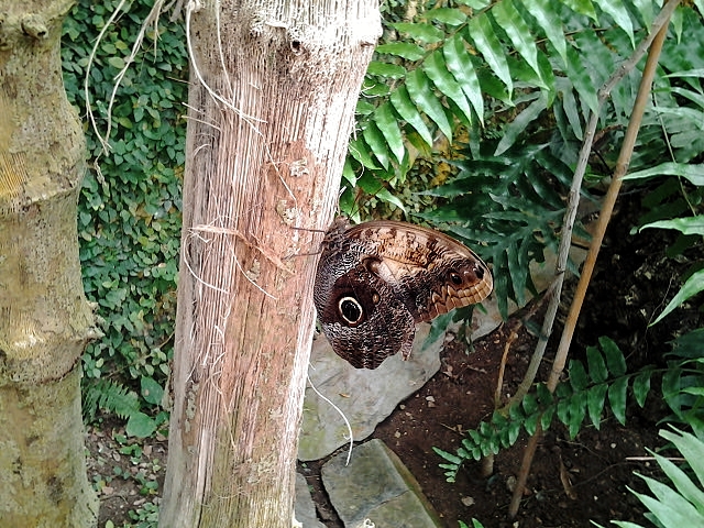 Foto: Mariposario - Benalmádena (Málaga), España
