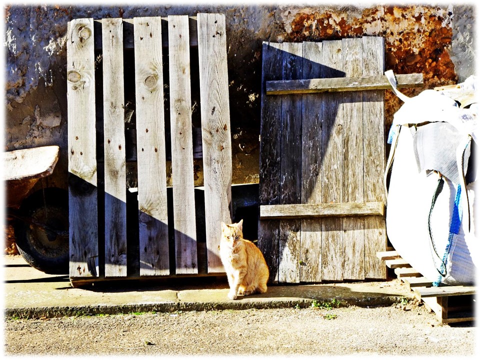 Foto: Tomando el sol - Bercianos Del Paramo (León), España