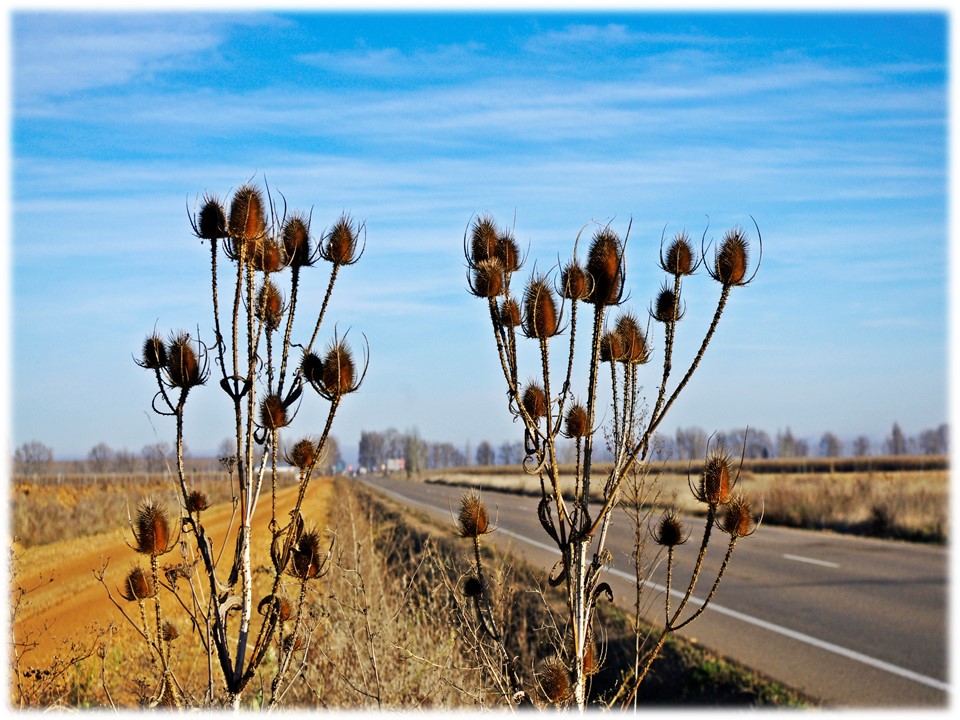 Foto: Cardos - Villar Del Yermo (León), España