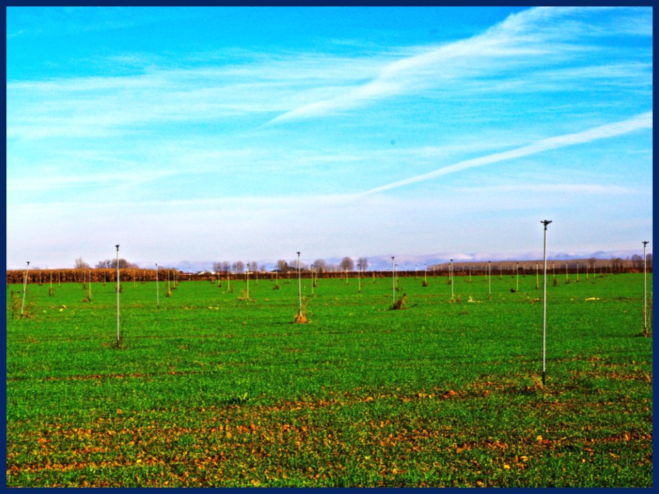 Foto: ENTRE PAJARITOS DE RIEGO - Villar Del Yermo (León), España
