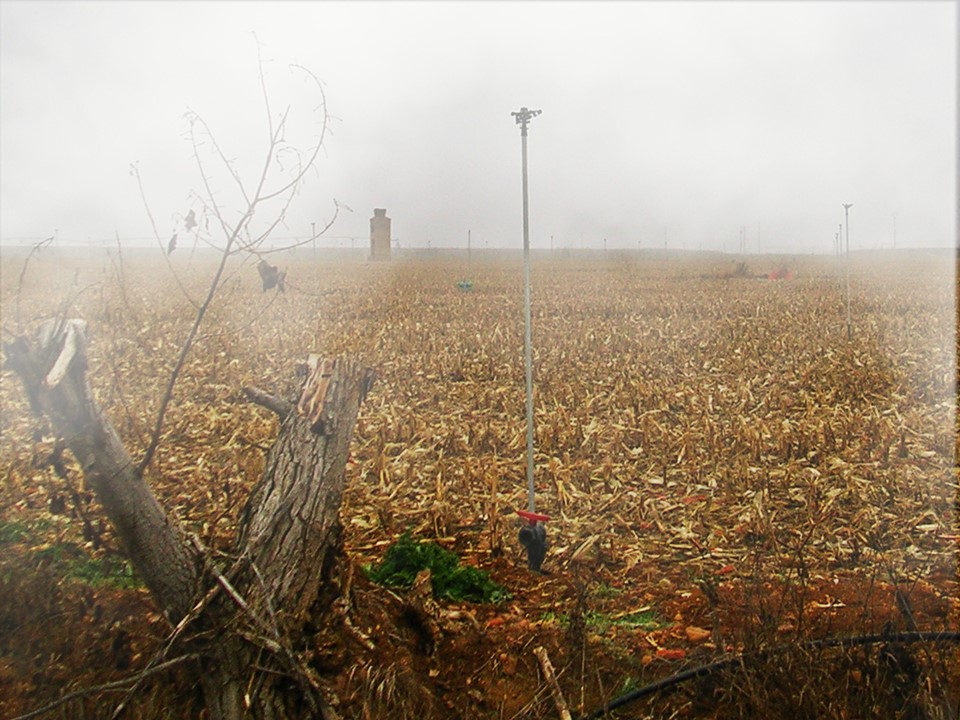 Foto: Campo de maíz  entre la niebla - Villar Del Yermo (León), España