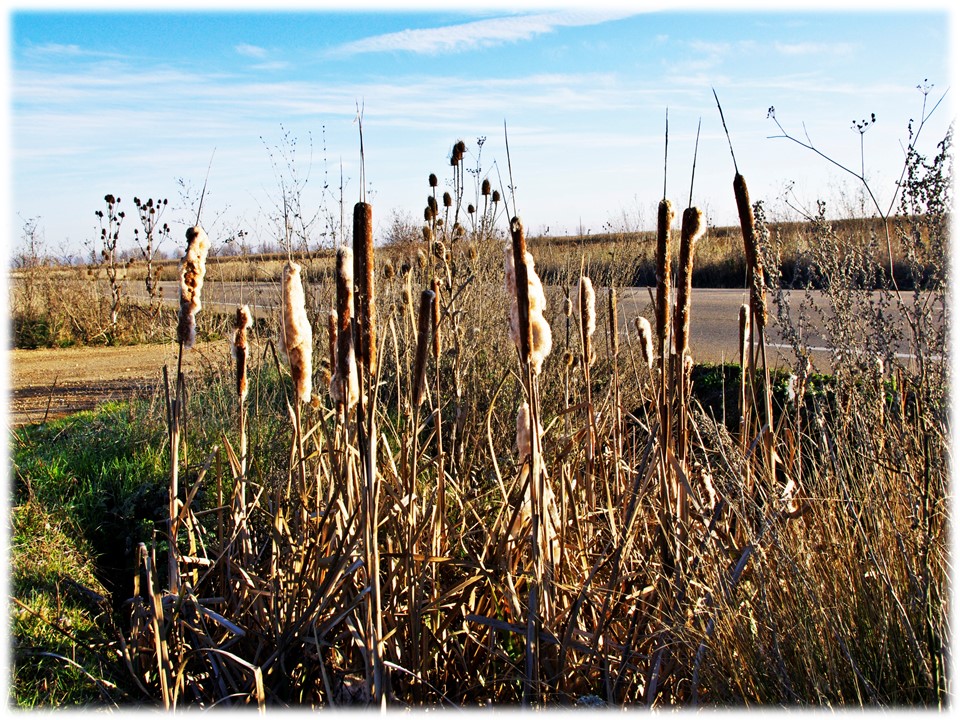 Foto: Palominos - Villar Del Yermo (León), España