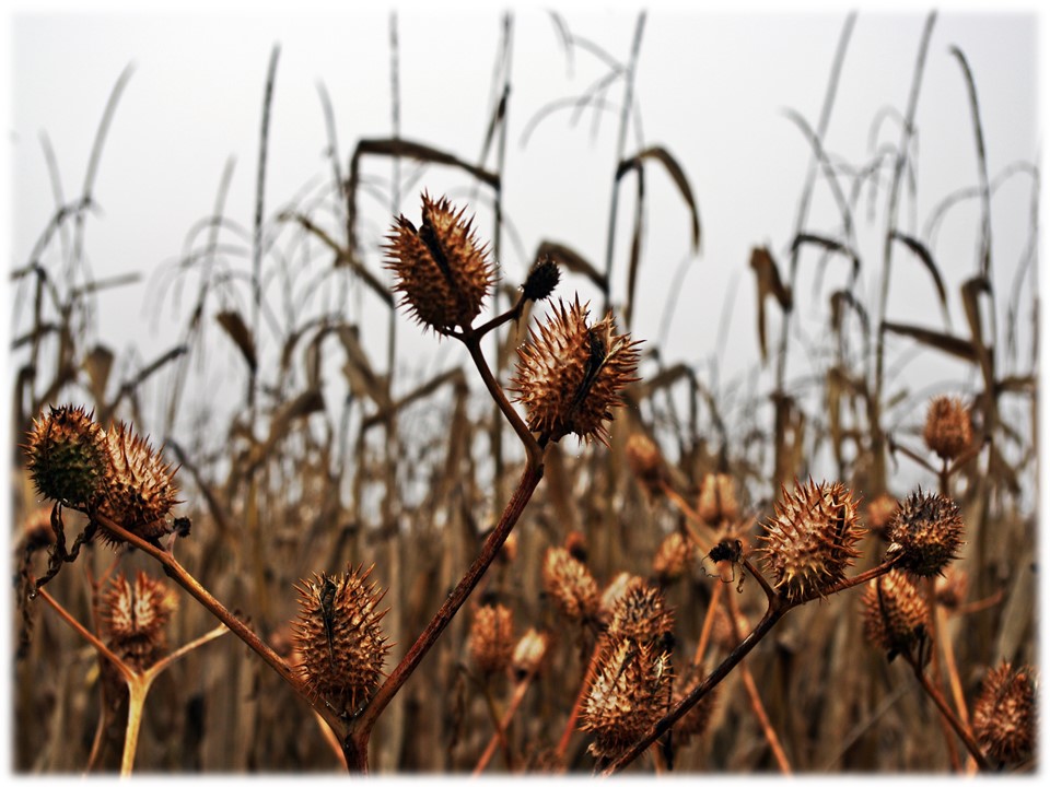 Foto: cardos - Villar Del Yermo (León), España