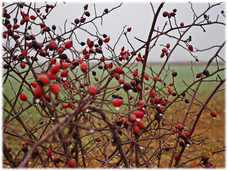 Foto: zarza del campo - Villar Del Yermo (León), España