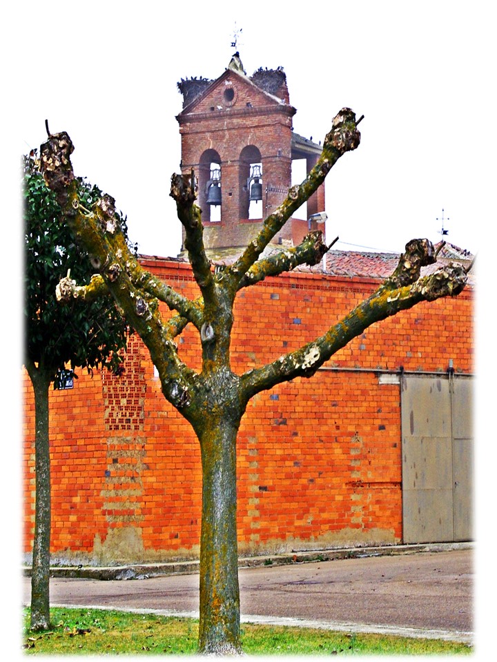 Foto: sobre la copa del arbol - Villar Del Yermo (León), España