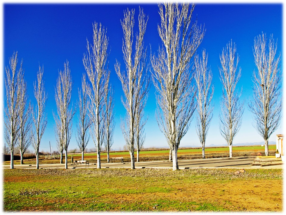 Foto: Arboles camino al cementerio - Villar Del Yermo (León), España