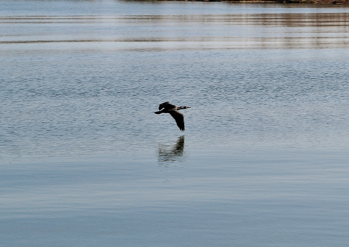 Foto: Navegando por el río Ebro - Deltebre (Tarragona), España