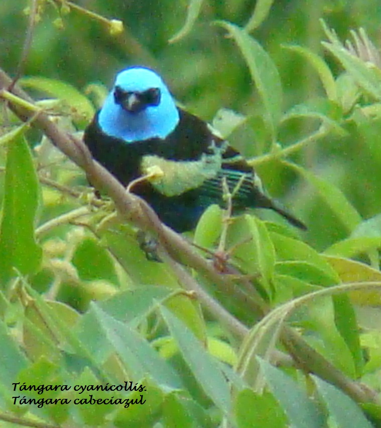 Foto: Tángara cabeciazul - Quebradanegra (Cundinamarca), Colombia