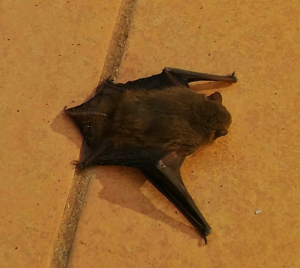 Foto: El Inspector - Granollers (Barcelona), España