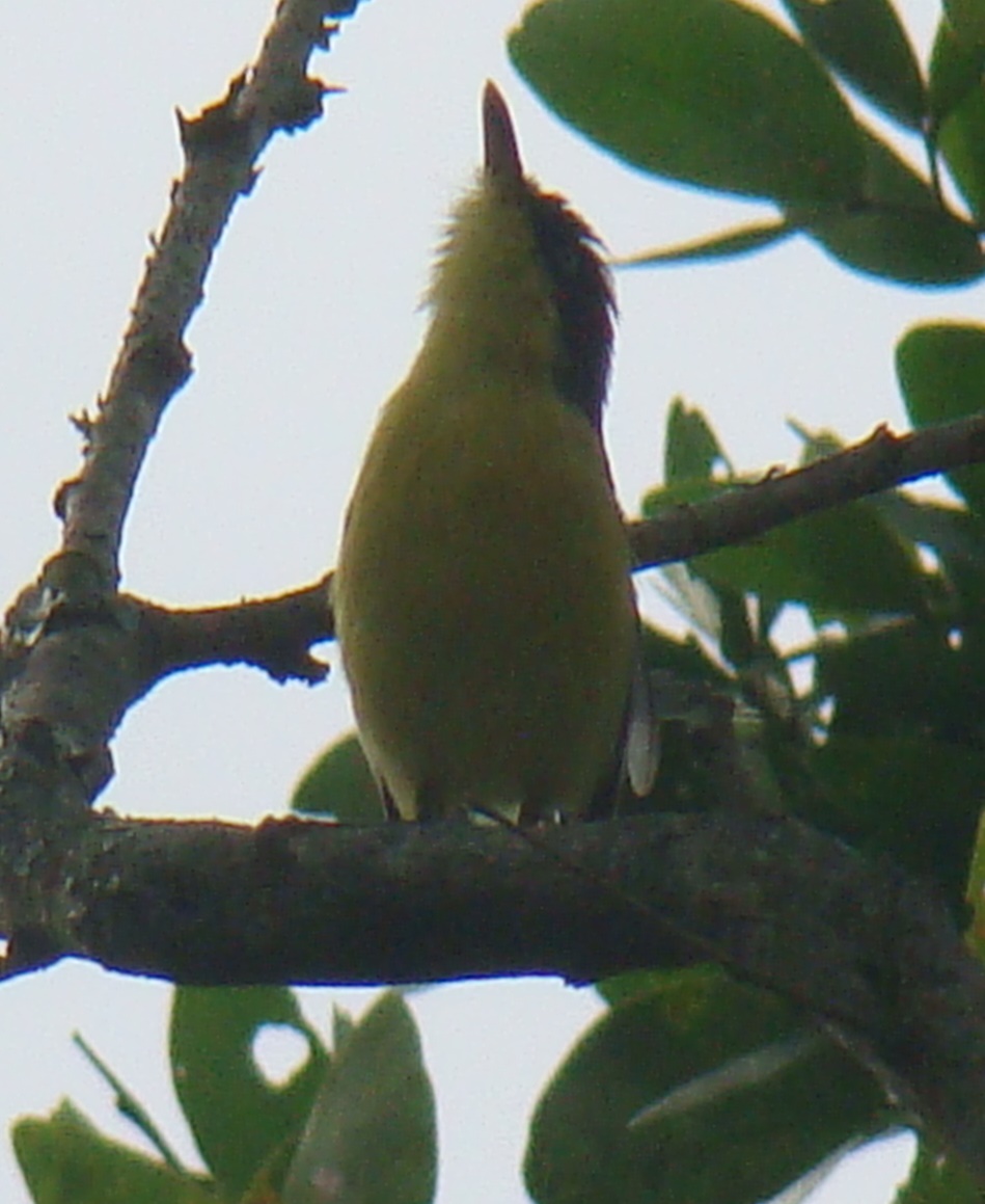 Foto: Todirostrum cinereun - Quebradanegra (Cundinamarca), Colombia