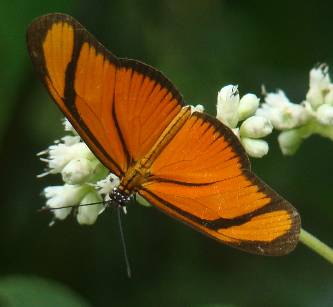 Foto: Pequeña Julia (Eueides aliphera) - Quebradanegra (Cundinamarca), Colombia