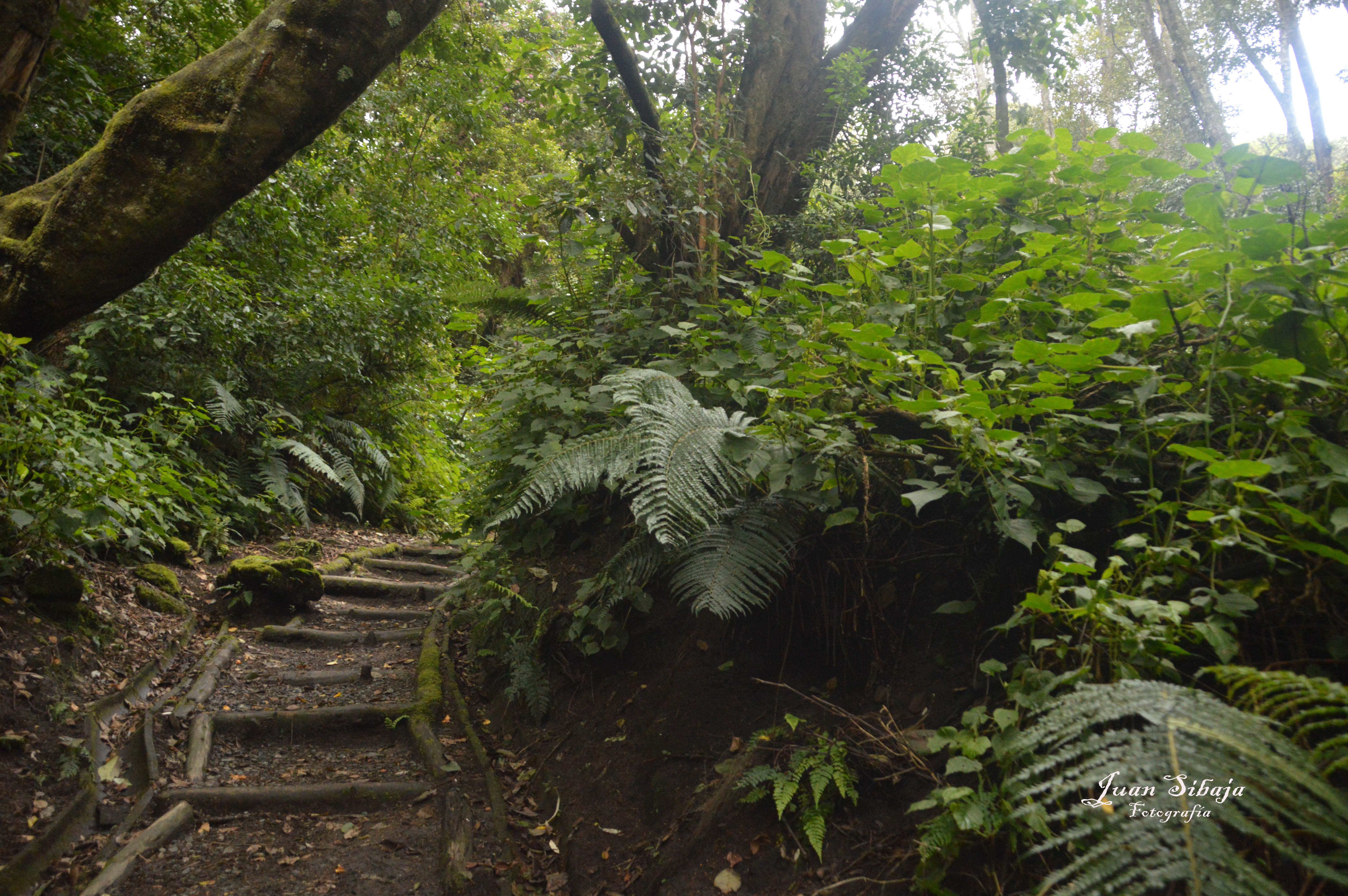 Foto de Parque Nacional Prusia (Cartago), Costa Rica