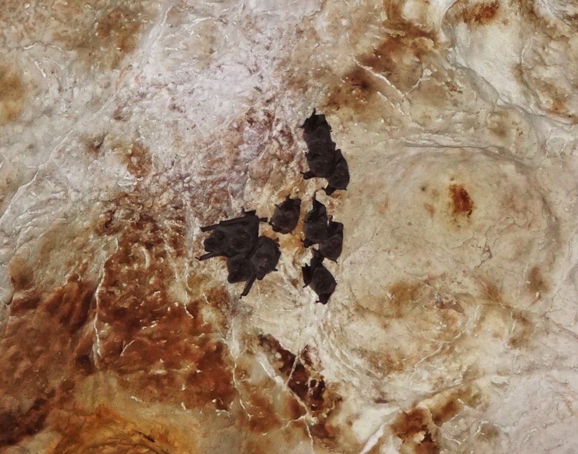 Foto: Cueva de La Arena - Parque Nacional Los Haitises (Hato Mayor), República Dominicana