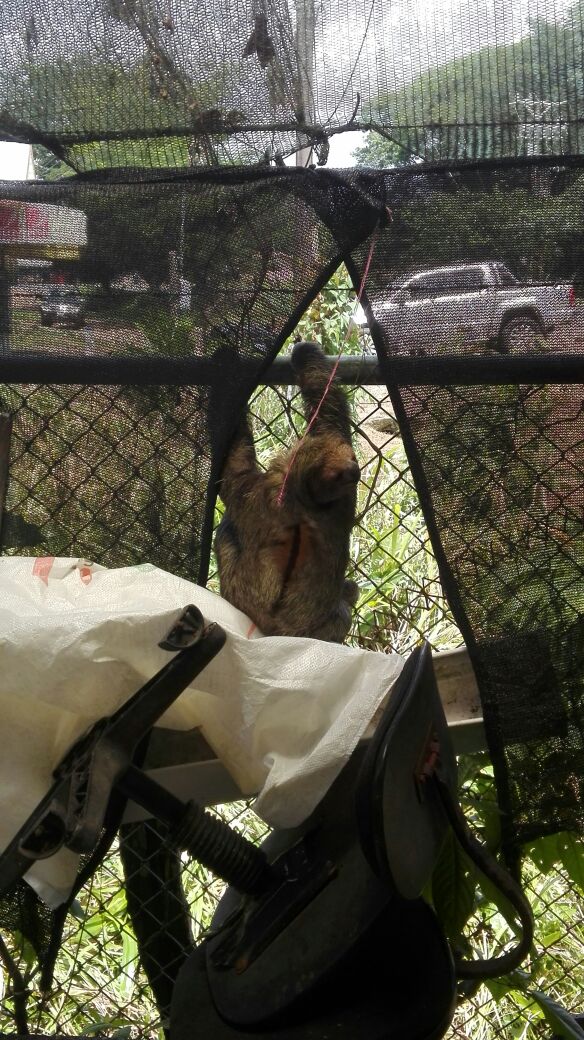 Foto: Perezasa - Upala (Alajuela), Costa Rica