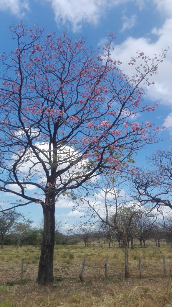 Foto: Pampa Guanacasteca - Capas (Guanacaste), Costa Rica
