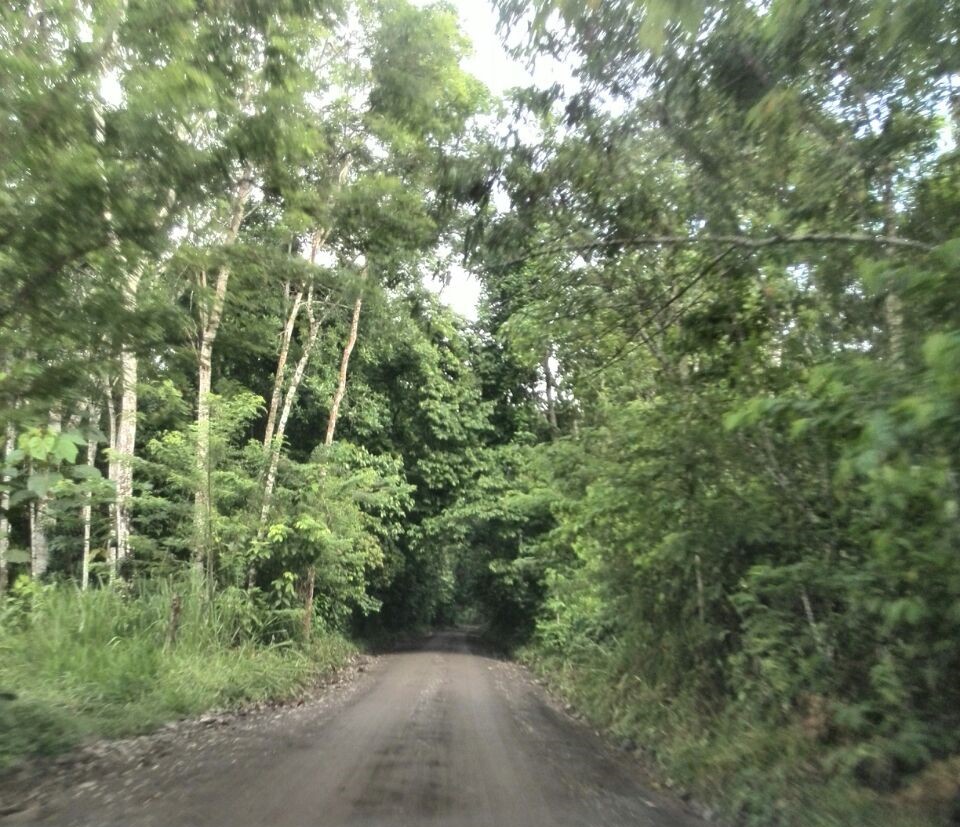 Foto: Selva Ecuatoriana - Coca (Sucumbios), Ecuador