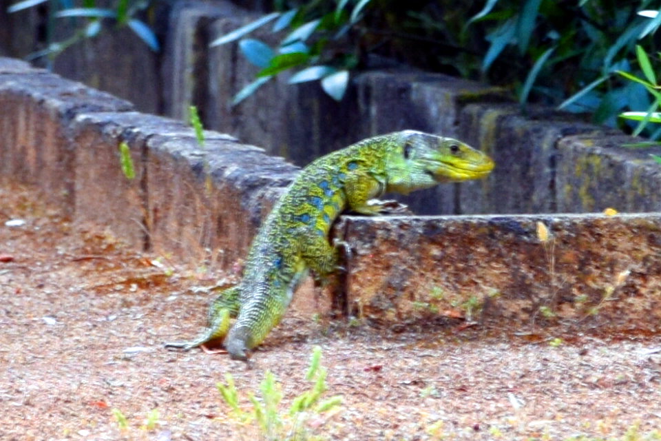 Foto de San Fernando (Cádiz), España