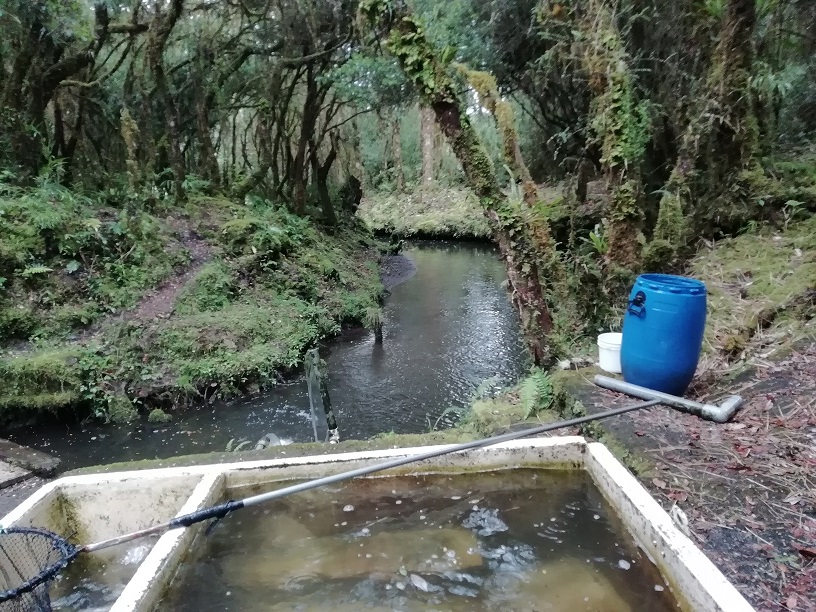 Foto: Canal - Ojo de Agua de Dota (San José), Costa Rica