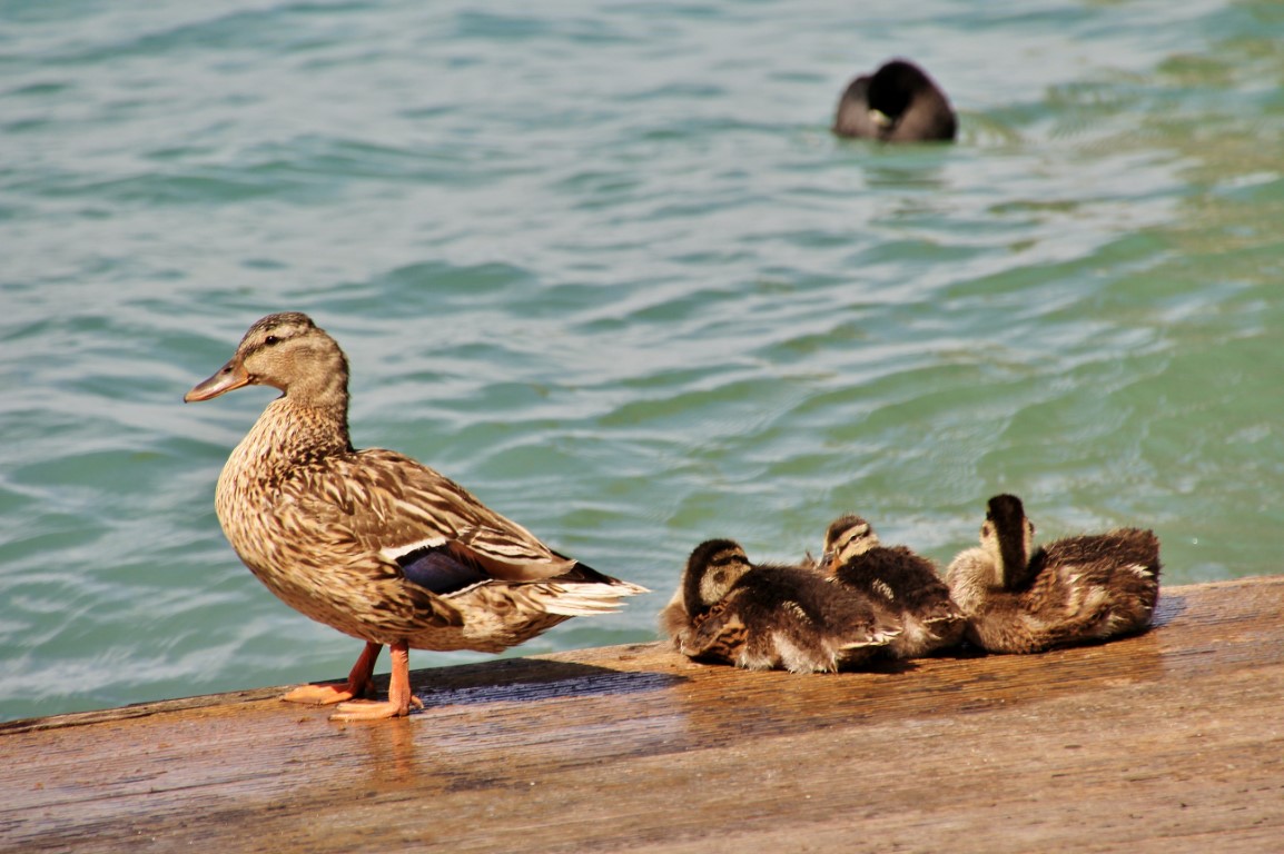 Foto: Patitos - Sirmione (Lombardy), Italia