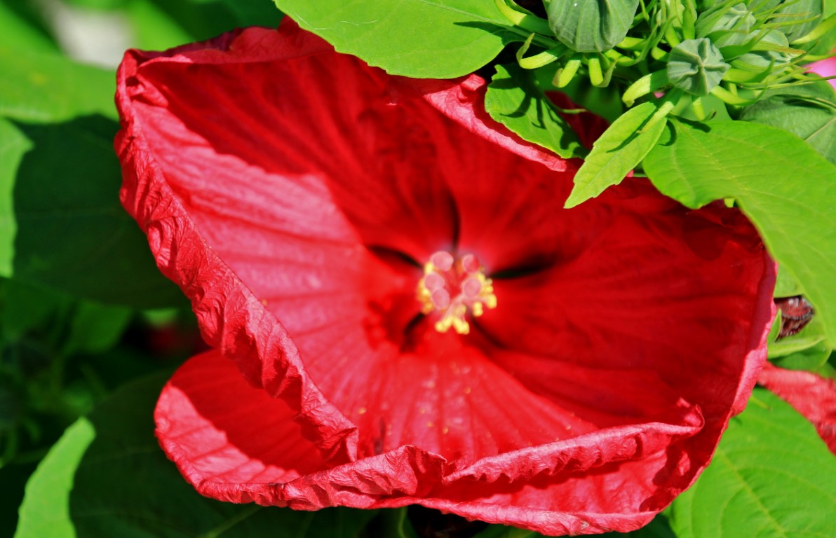 Foto: Un poco de color - Lazise (Veneto), Italia