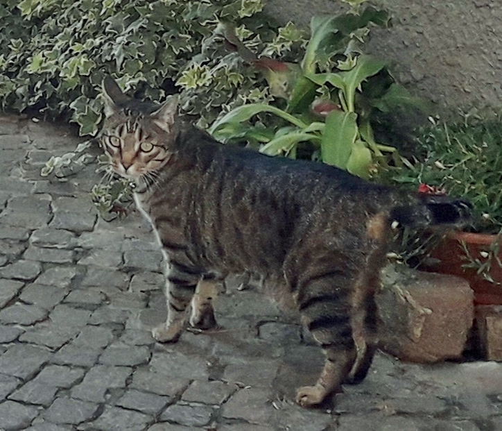 Foto: Gatito - Lazise (Veneto), Italia