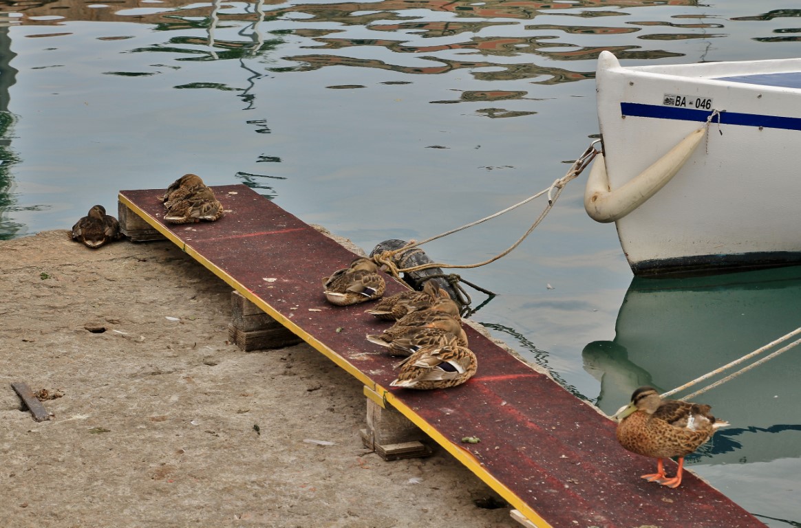 Foto: Puerto - Bardolino (Veneto), Italia