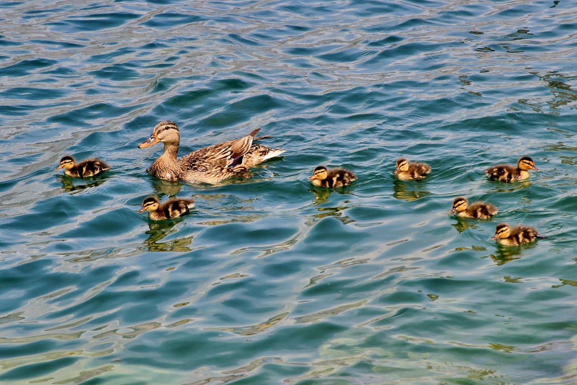 Foto: Lago di Garda - Brenzone (Veneto), Italia