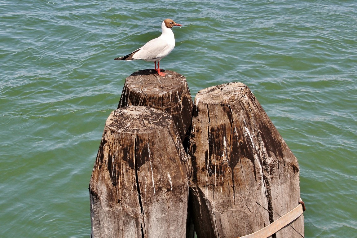 Foto: Centro histórico - Chioggia (Veneto), Italia